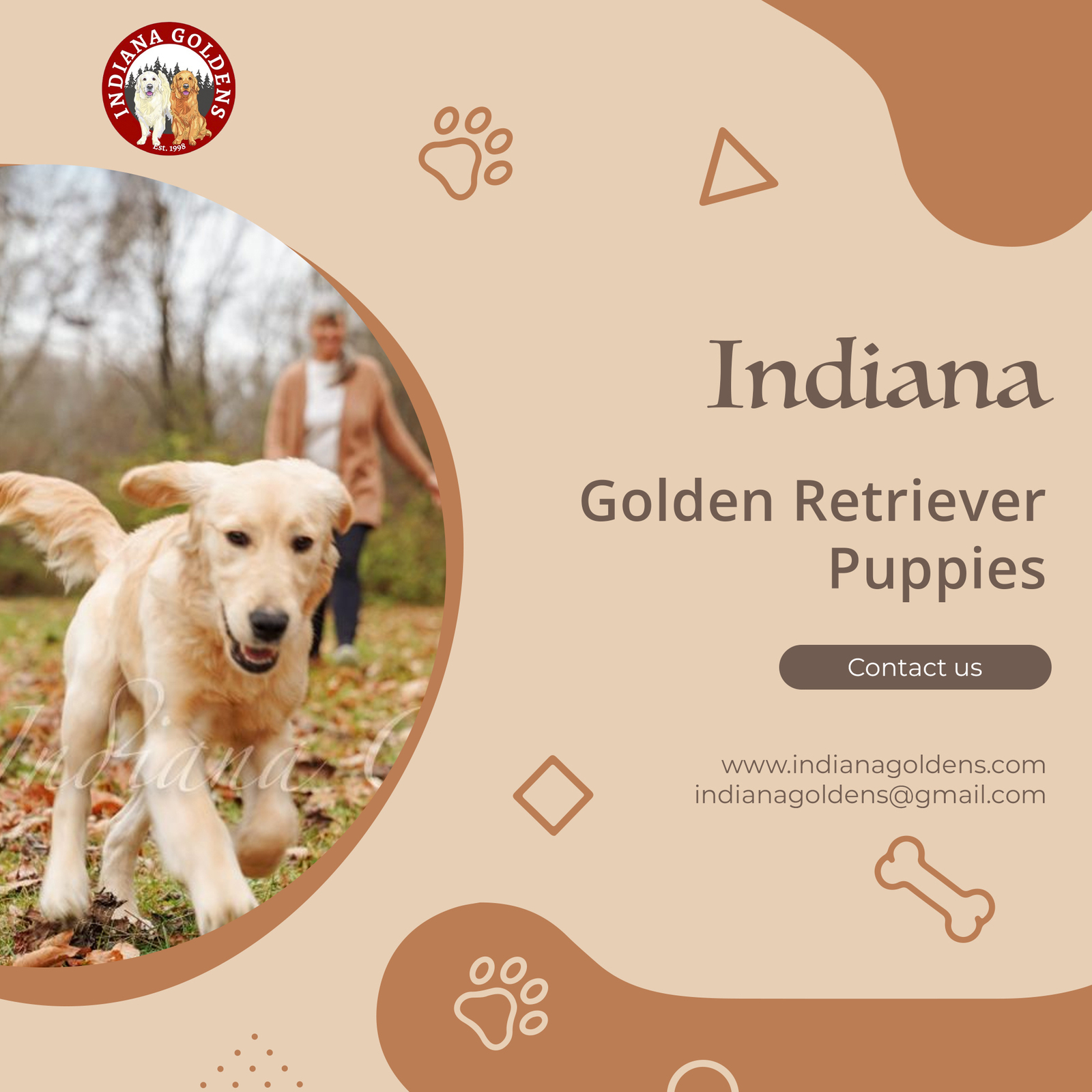 Indiana Golden Retriever Puppies