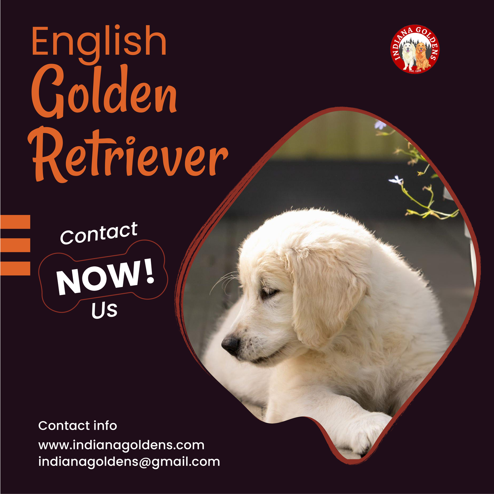 English Golden retriever